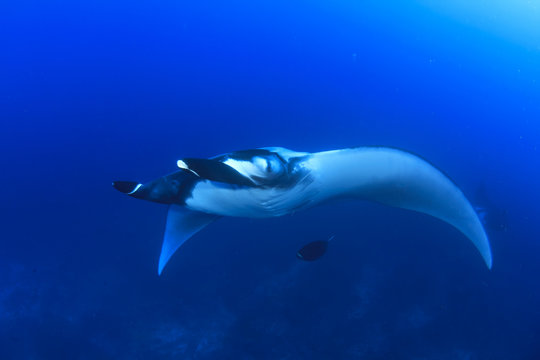 Manta rays swimming over coral reef with scuba divers and fish