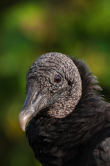 Black vulture