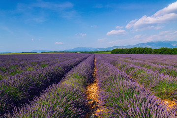 Fototapeta na wymiar Beautiful colors purple lavender fields near Valensole, Provence
