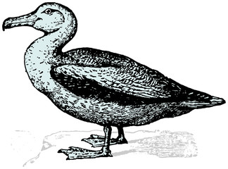 Engraving illustration of albatross