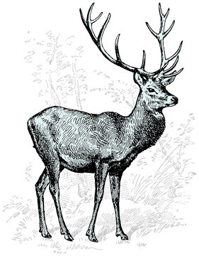 Engraving illustration of deer