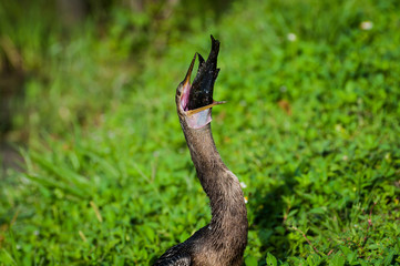 Anhinga is swallowing a fish
