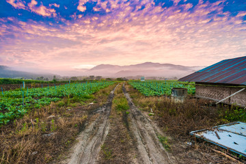 Rural soil path in green farm landscape sunrise.