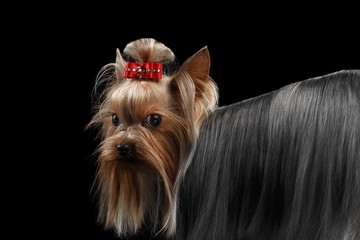 Closeup Yorkshire Terrier Dog with long groomed Hair Pity Looking back Isolated on black background