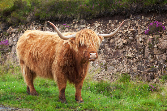 Scottish Cow VI