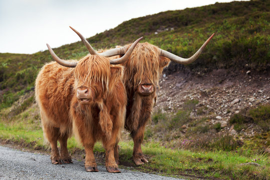 Scottish Cow V