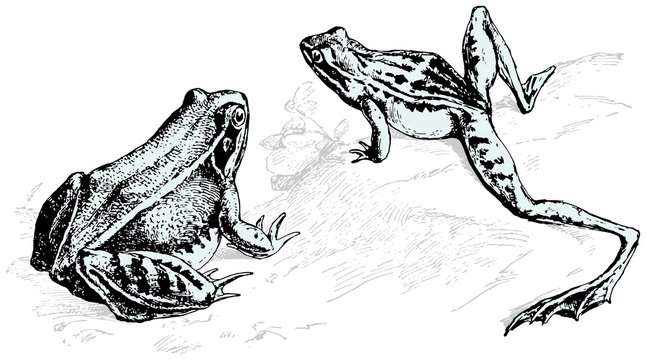 Engraving illustrations of frogs