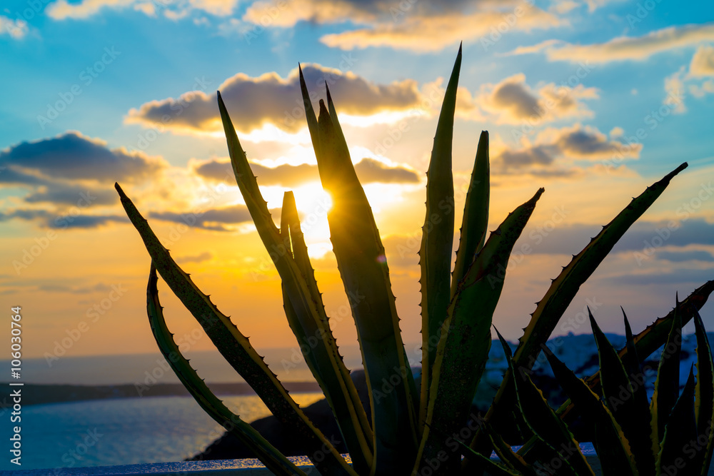 Poster aloe cactus and sea in sunset