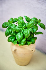Fresh basil.