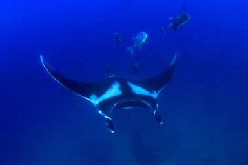 Manta rays swimming over coral reef with scuba divers and fish