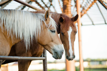two horses on a farm