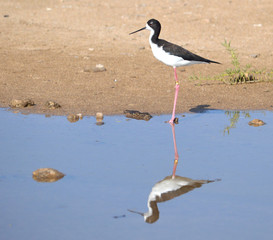 Black Necked Stilt