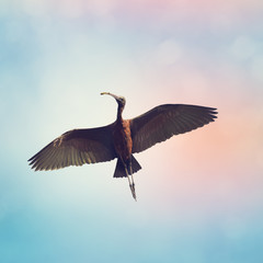 Glossy Ibis (plegadis falcinellus)