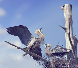 Pair of Great Blue Herons
