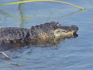 Large Florida Alligator