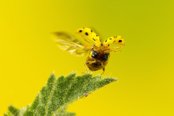22-Spot ladybird, much smaller than the common 7-spot red ladybird.