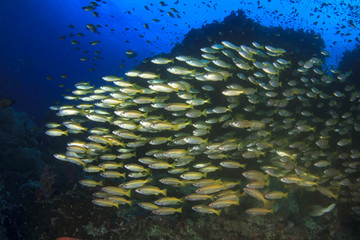 Fototapeta na wymiar Fish schooling on underwater coral reef