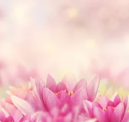 Rolgordijnen Lotusbloem Water Lily Background
