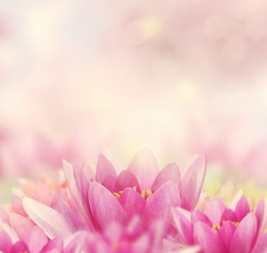 Fototapeta Water Lily Background