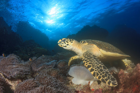 Hawksbill Sea Turtle feeding on coral reef underwater 