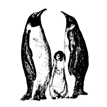 recommend clip art: family of penguins with fledgling sketch ink hand drawn vector illustration
