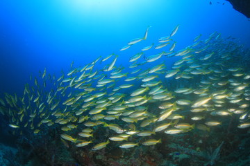 Fish schooling on underwater coral reef