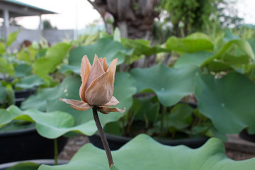 close up dead lotus flower macro shot