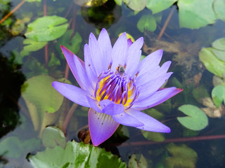 A bee is pollinating a purple lotus flower inside a pond, Udon Thani, Thailand