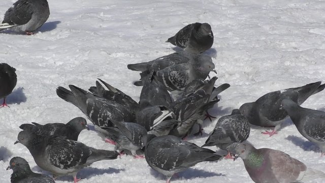 Pigeons and rooks lunching on snow