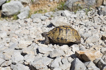 Turtle crawling on the rocky slope.