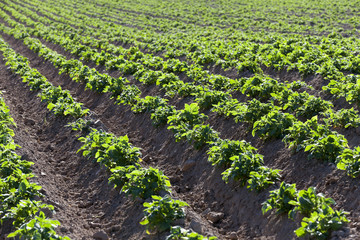 Agriculture. Green potatoes  