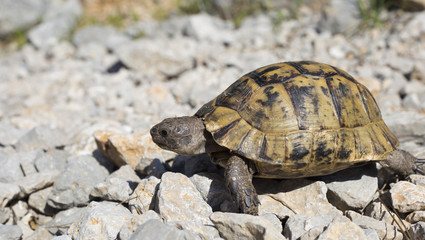 Turtle crawling on the rocky slope.