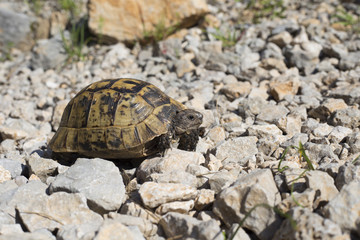 Turtle crawling on the rocky slope.