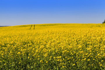 Obraz premium Rape field , sky 
