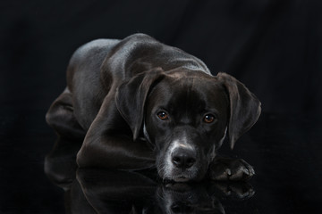 Liegender Mischlingshund