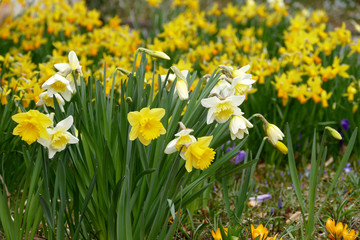 Gruppe von Osterglocken und Narzissen