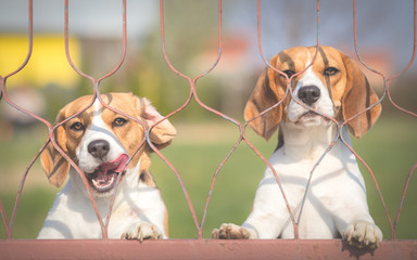 Two Beagle dogs behind fence