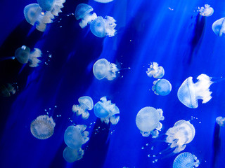 Luci vive di meduse
