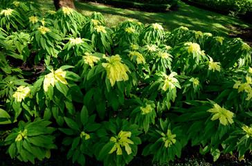 Amaranthus in dicolor