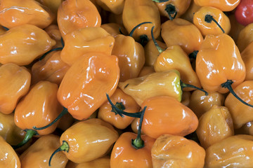 Habanero pepper