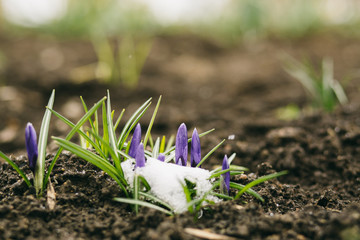 Springtime flowers background