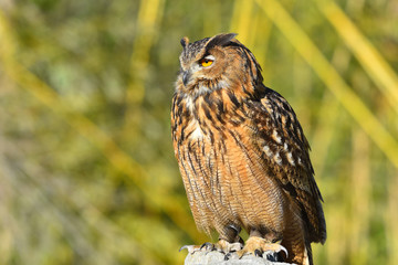 Gufo reale sul sasso che si guarda attorno
