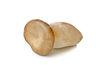 mushroom isolated on white background