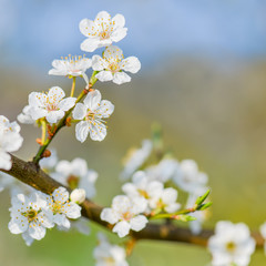 Blühender Zweig von einem Obstbaum