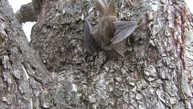 The young bat crawling up a tree.