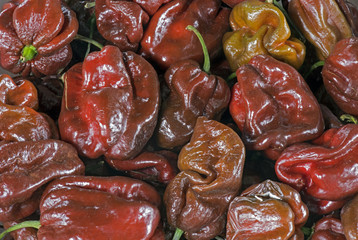 Habanero pepper