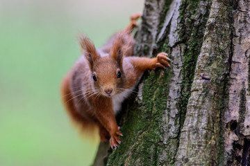 Scoiattolo Europeo Rosso