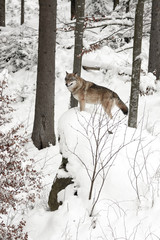 Wolf Ausblick