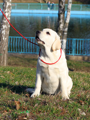 a yellow happy labrador puppy in garden