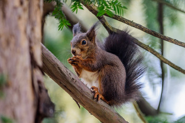 Fototapeta premium Scoiattolo Europeo Rosso